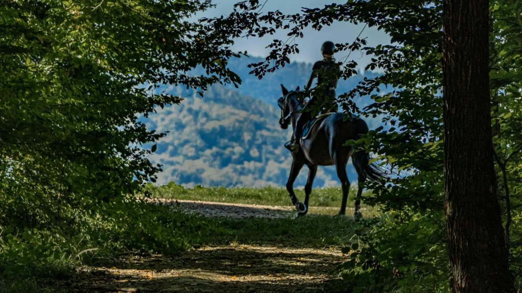 Der Blick fällt aus einem Waldweg von hinten auf eine Reiterin mit Pferd. Dahinter ist der ebenfalls bewaldete Gegenhang eines Tals zu sehen.