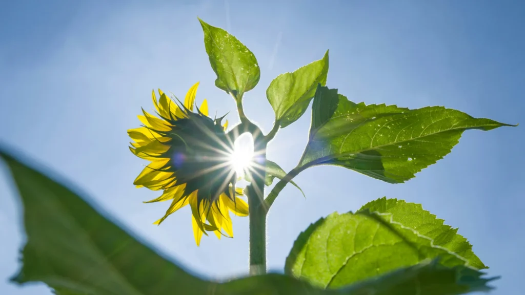 Die Blüte einer Sonnenblume verdeckt die Sonne.